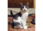 котнок Капелька ищет дом и семью