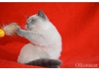 Плюшевые чистокровные шотландские котята красивейшего окраса.