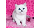 Эксклюзивная британская шиншилла фиалковые глазки